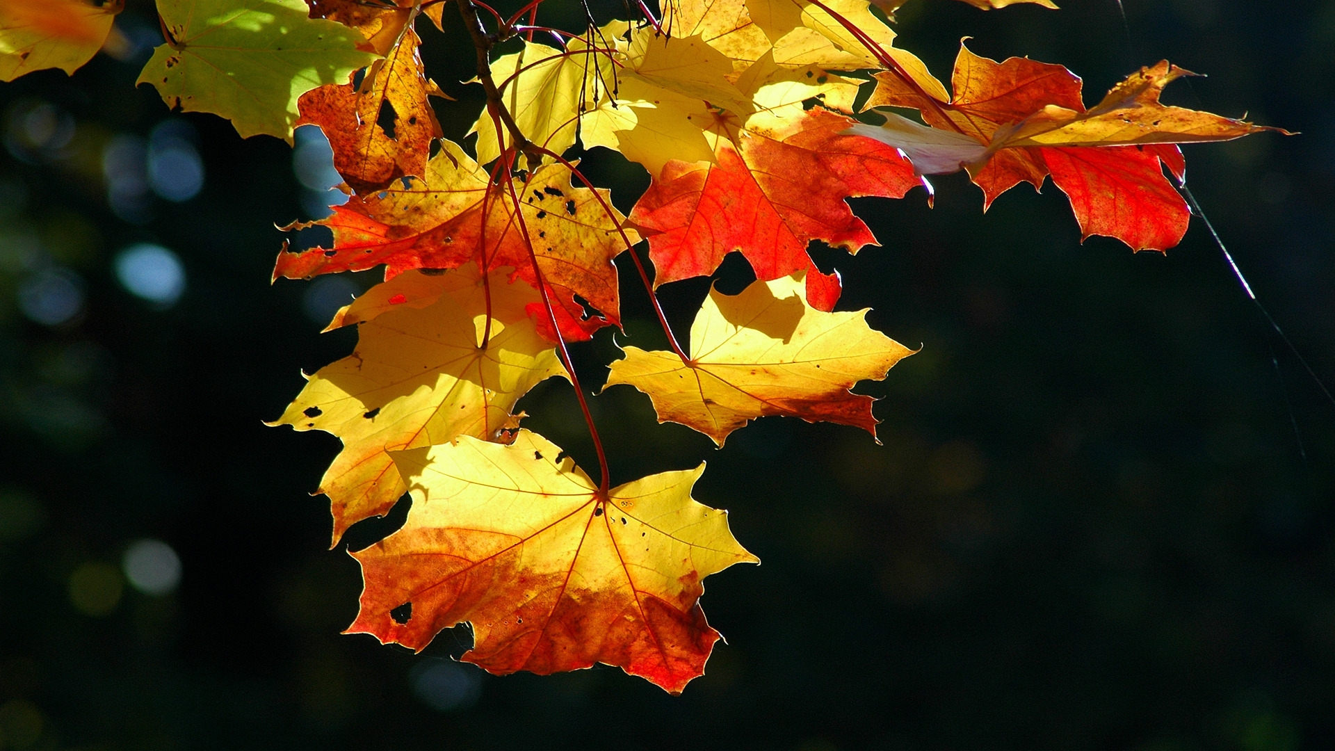 Autumn Leaves Desktop Pc And Mac Wallpaper