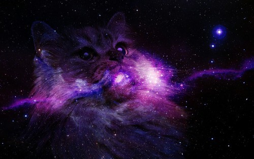 Galaxy Cat D We Heart It