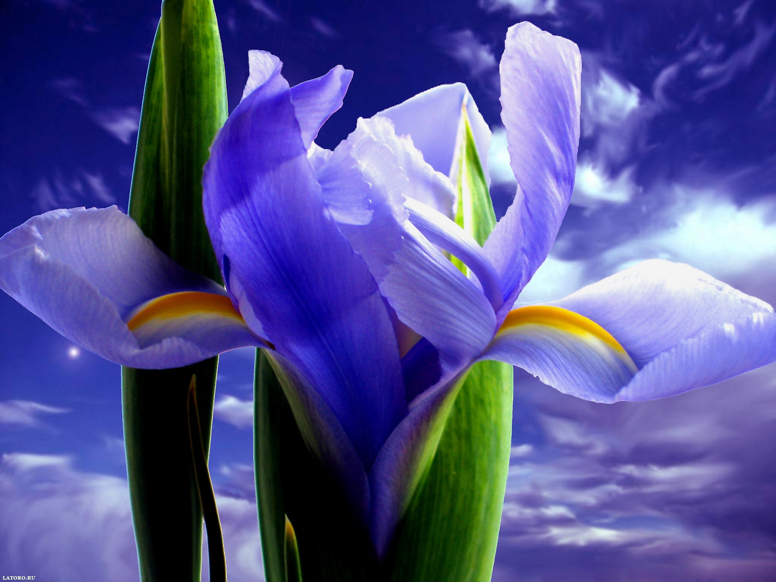Blue Iris Wallpaper Photo Desktop HD