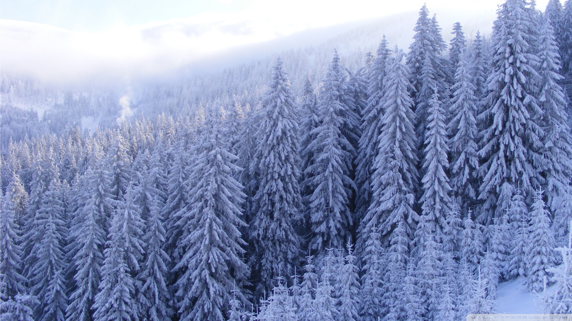 Snowy Fir Trees Forest Wallpaper