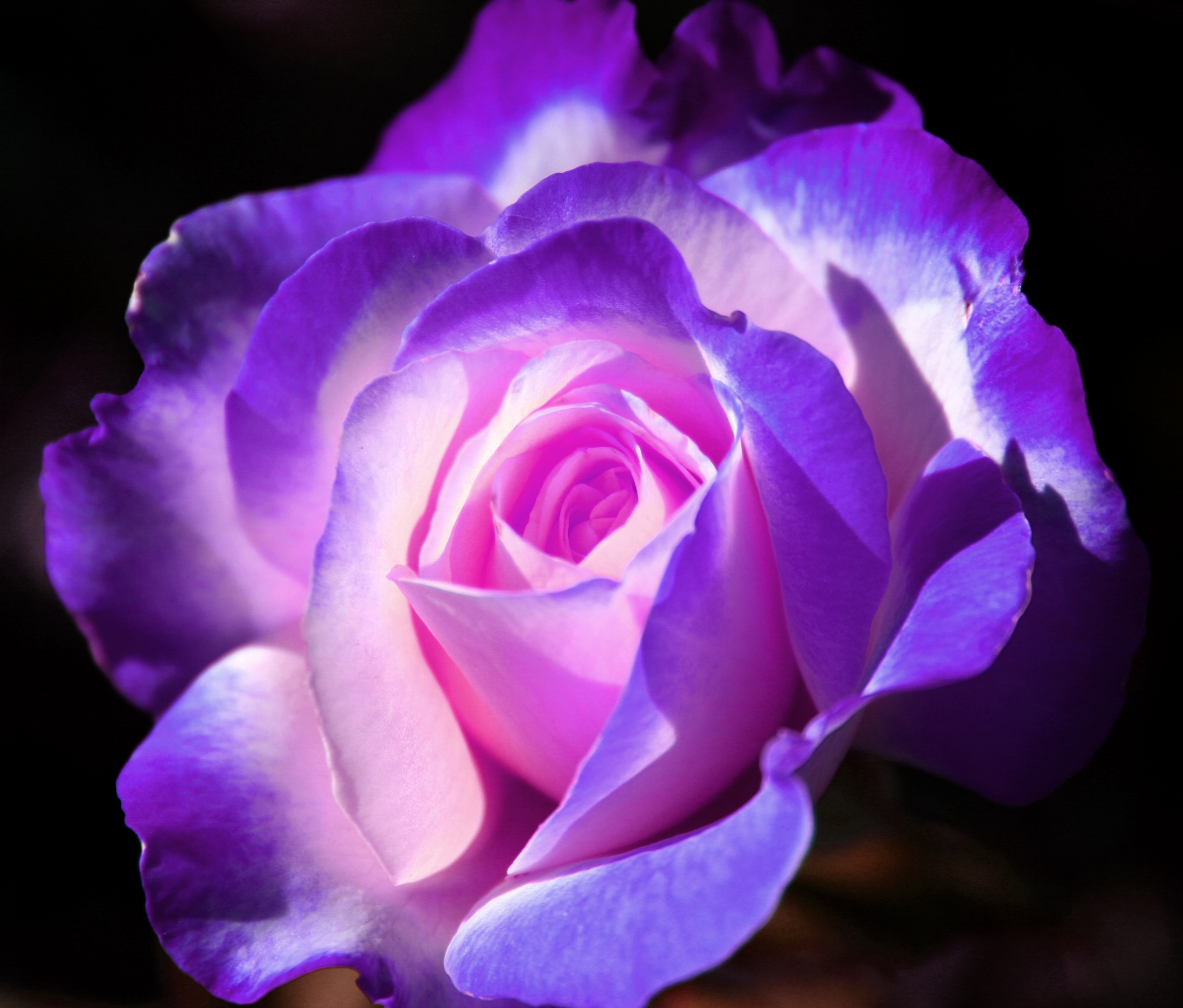 Purple Rose By Ladyluna22 Photography Animals Plants Nature Flowers