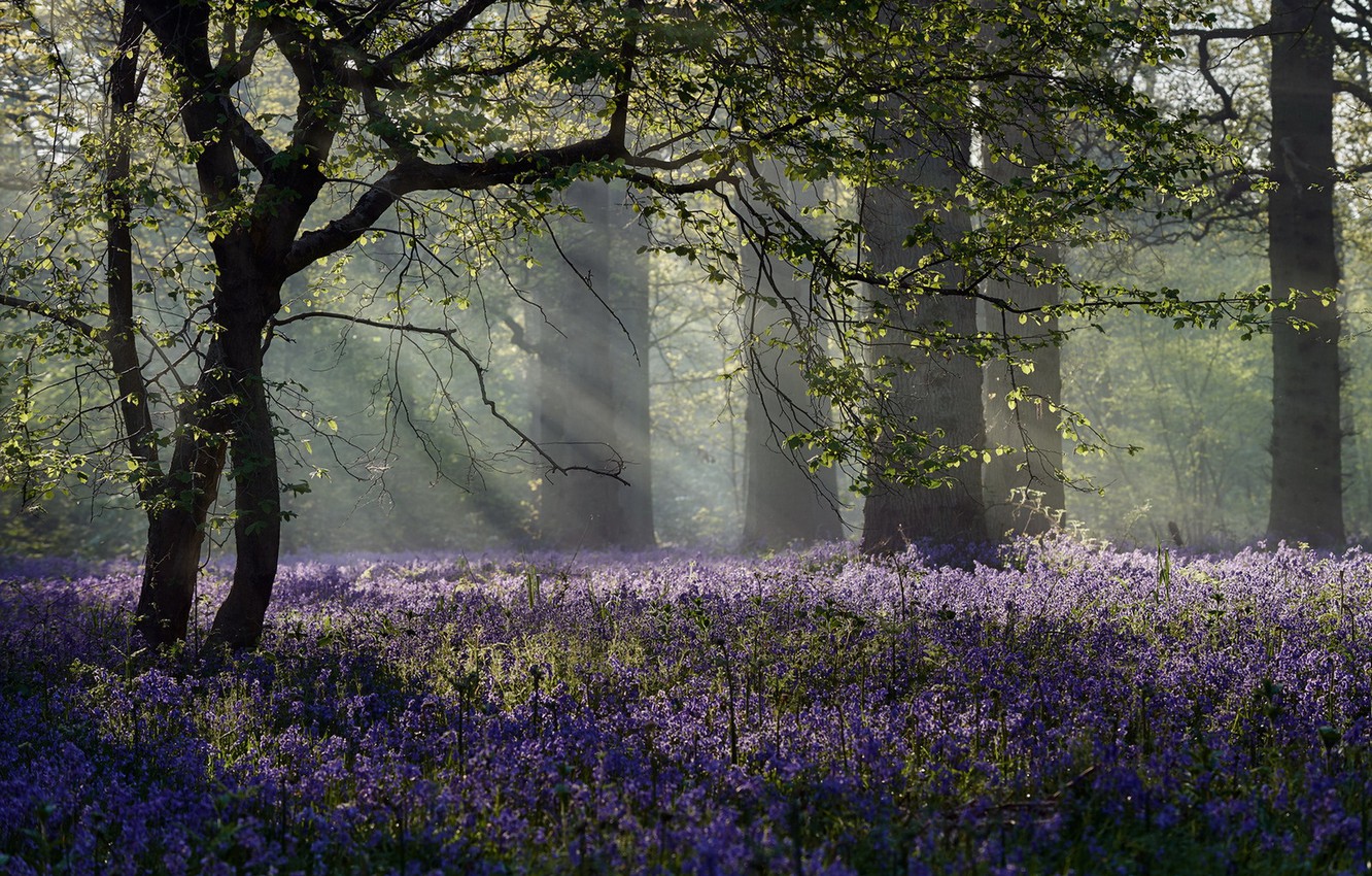 Wallpaper Forest Spring Morning Image For Desktop Section
