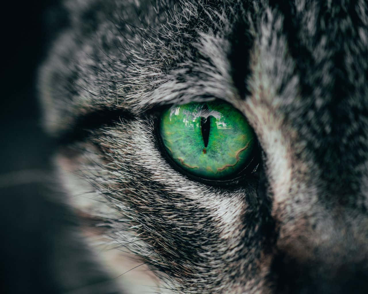 Eyes Wallpaper