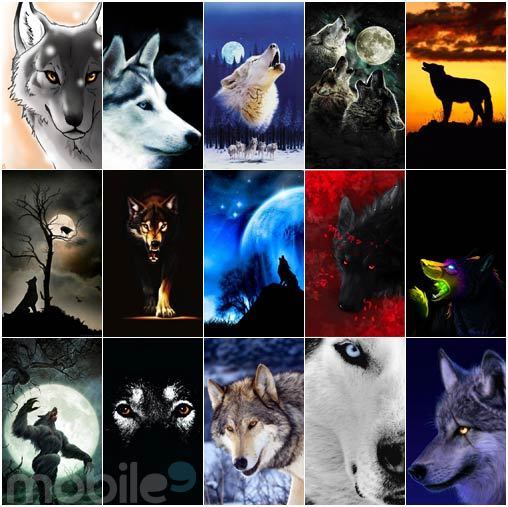 Fire And Ice The Wolf Pack Wallpaper