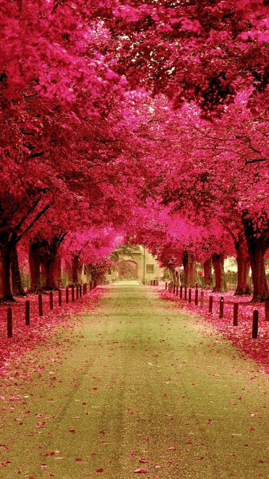 Pink Trees Walkway Wallpaper iPhone