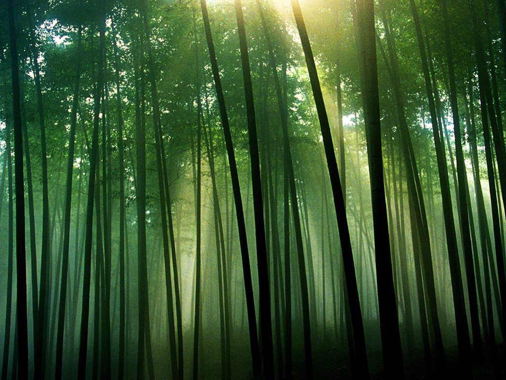 Plant Desktop Background Of The Quiet Bamboo Forest Wallpaper