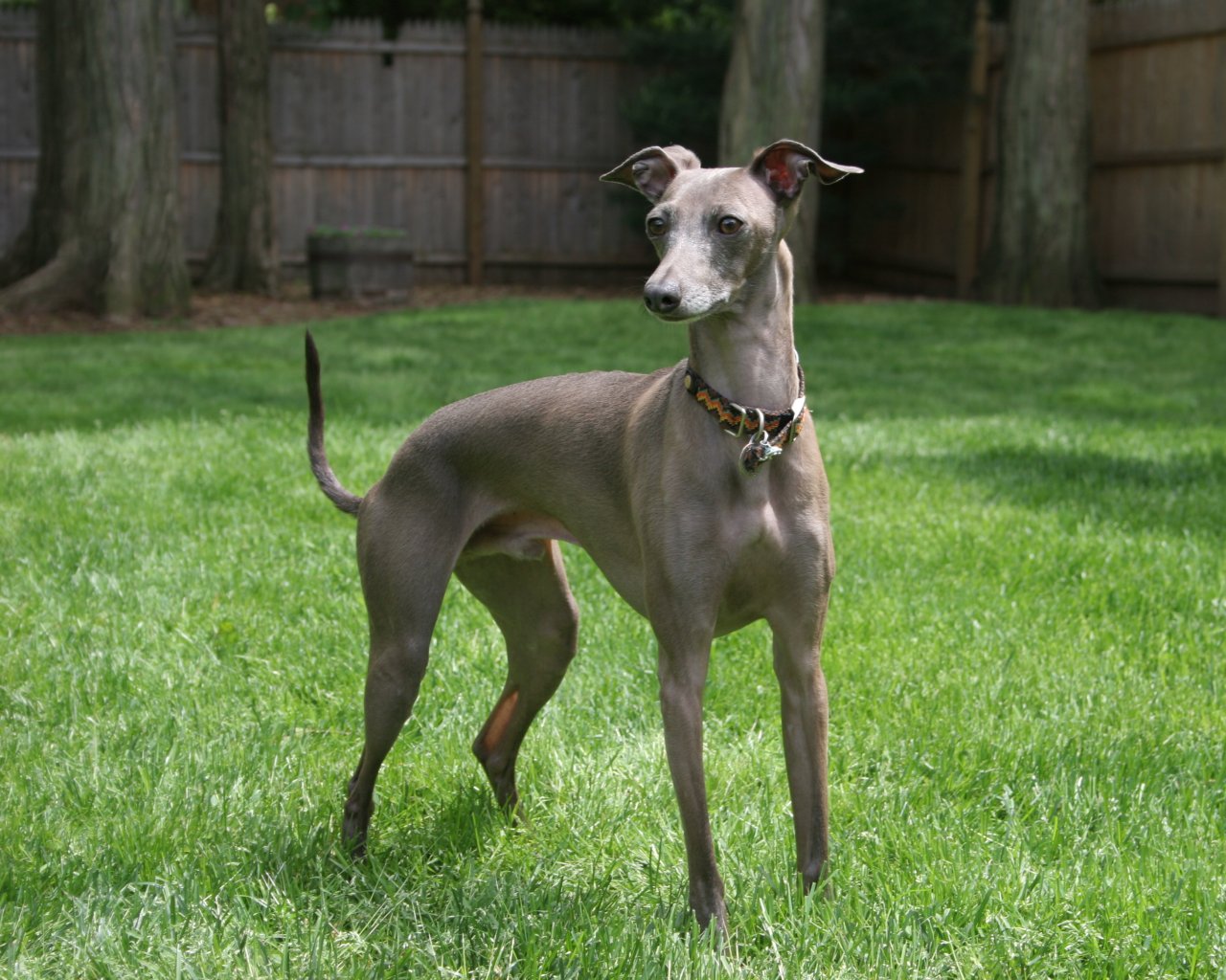 Italian Greyhound Wallpapers Pictures Breed Information