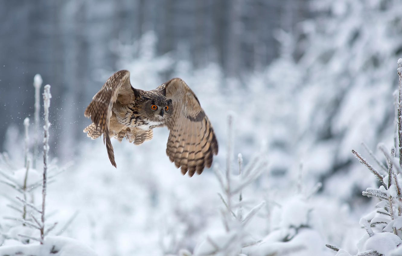 Wallpaper Winter Owl Flight Eagle Image For Desktop