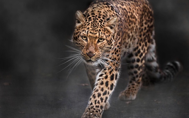 Wallpaper Leopard Predator Big Cat Cats