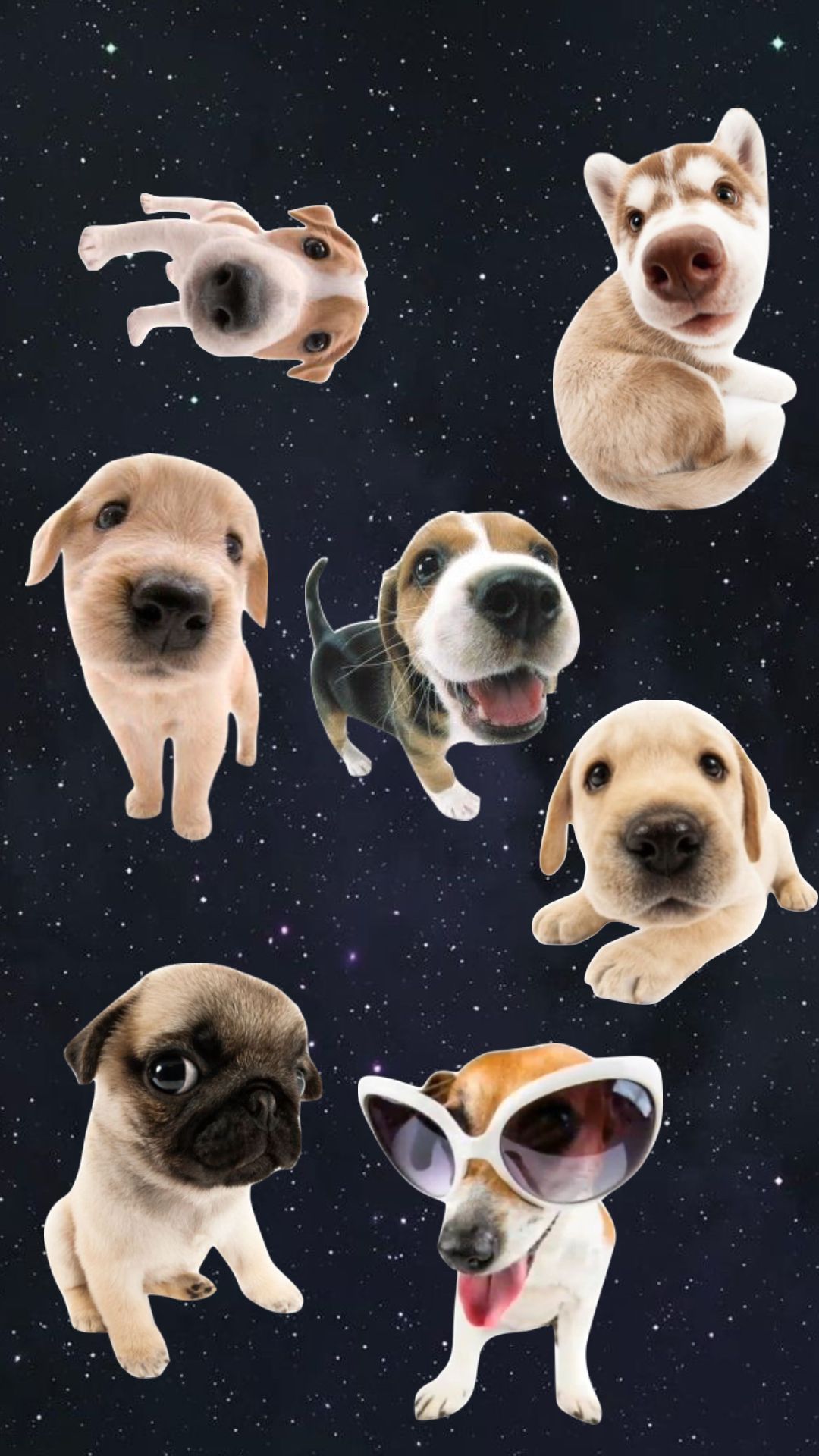 Dog Aesthetic Wallpaper