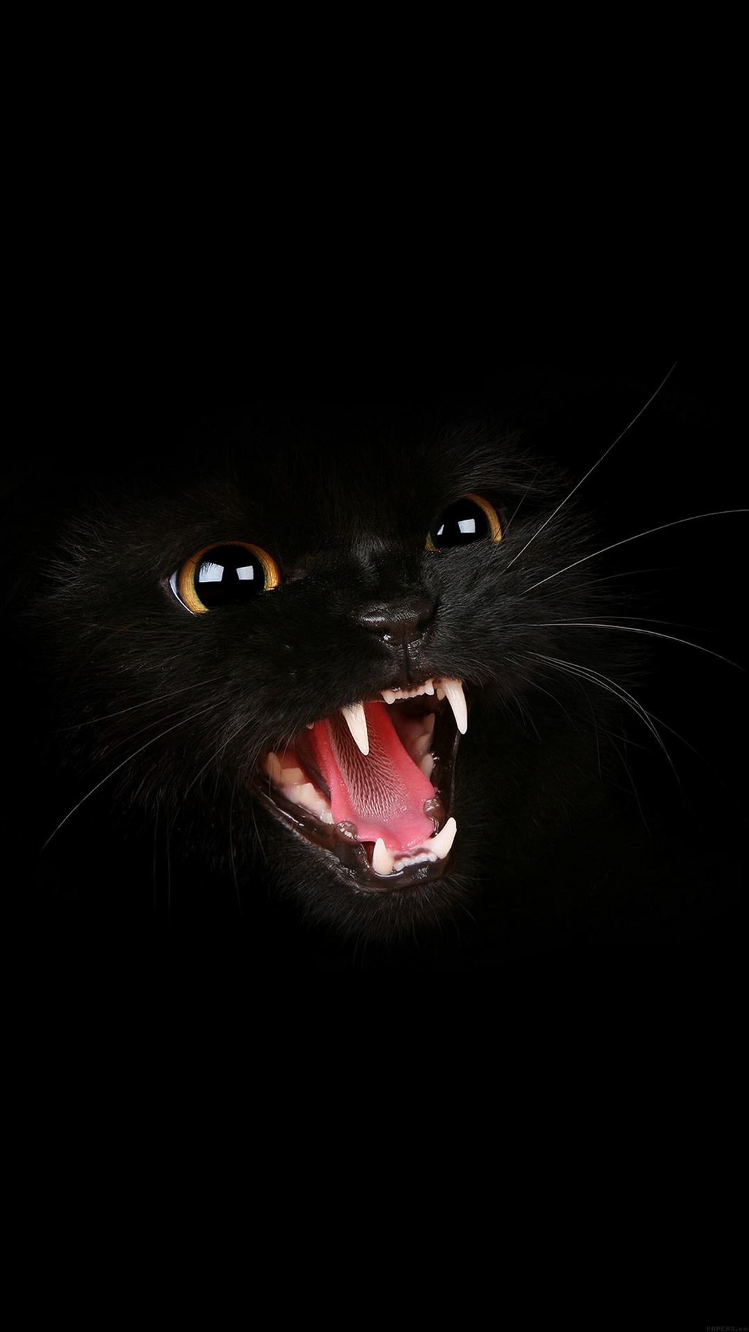 Black Cat Roar Best Htc One M9 Wallpaper To