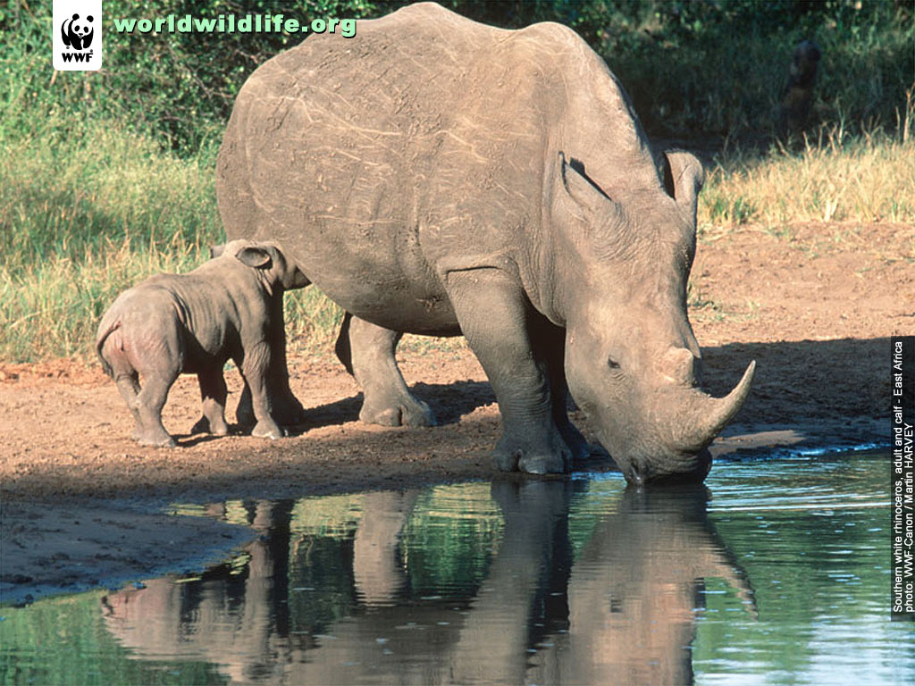 World Wildlife Fund Wallpaper