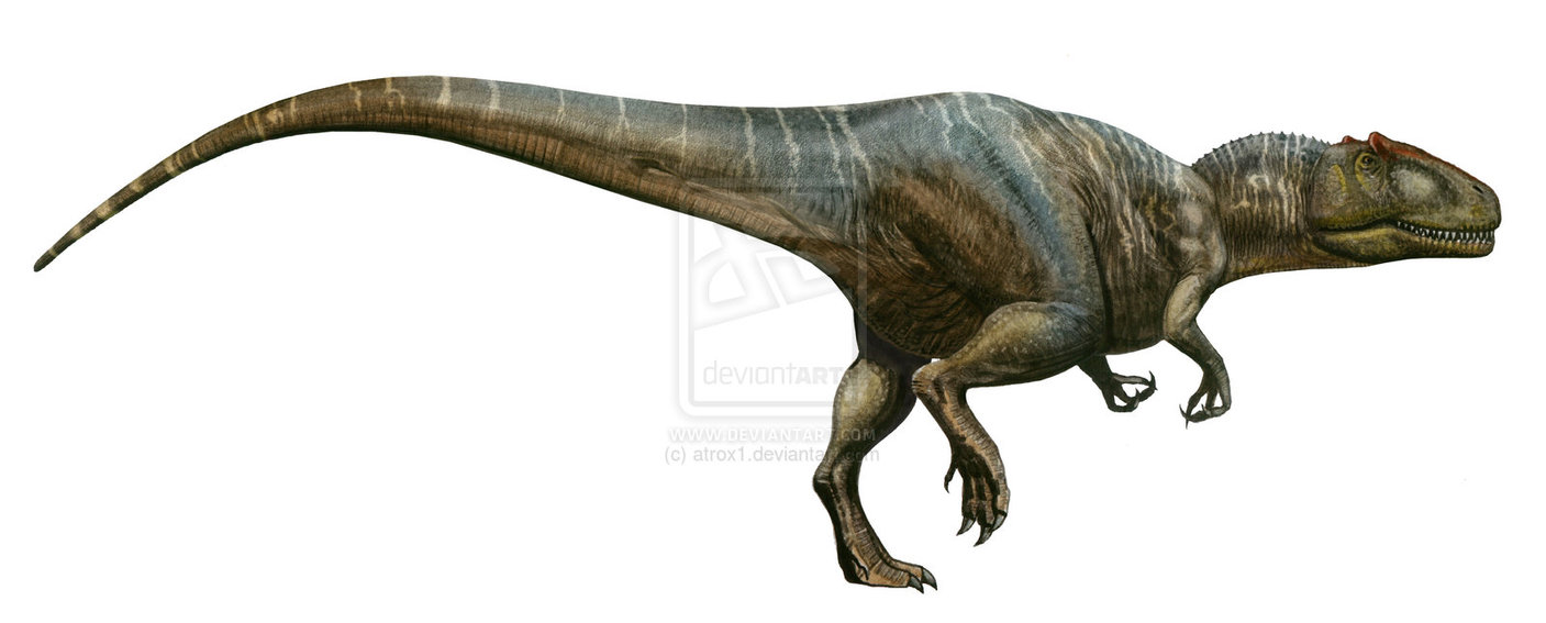 Allosaurus Atrox By Atrox1