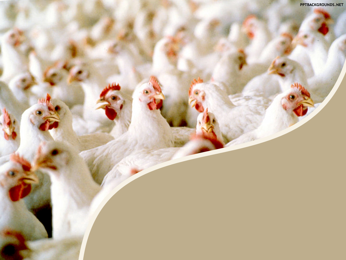 Chicken Manufacturing Farm Background For Powerpoint Animal Ppt
