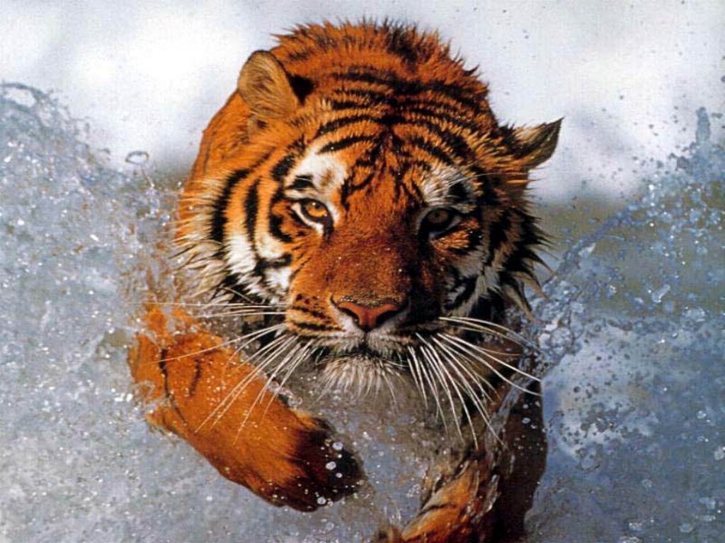 Free Tiger Wallpaper Desktop Tiger Wallpapers HD 1024x768