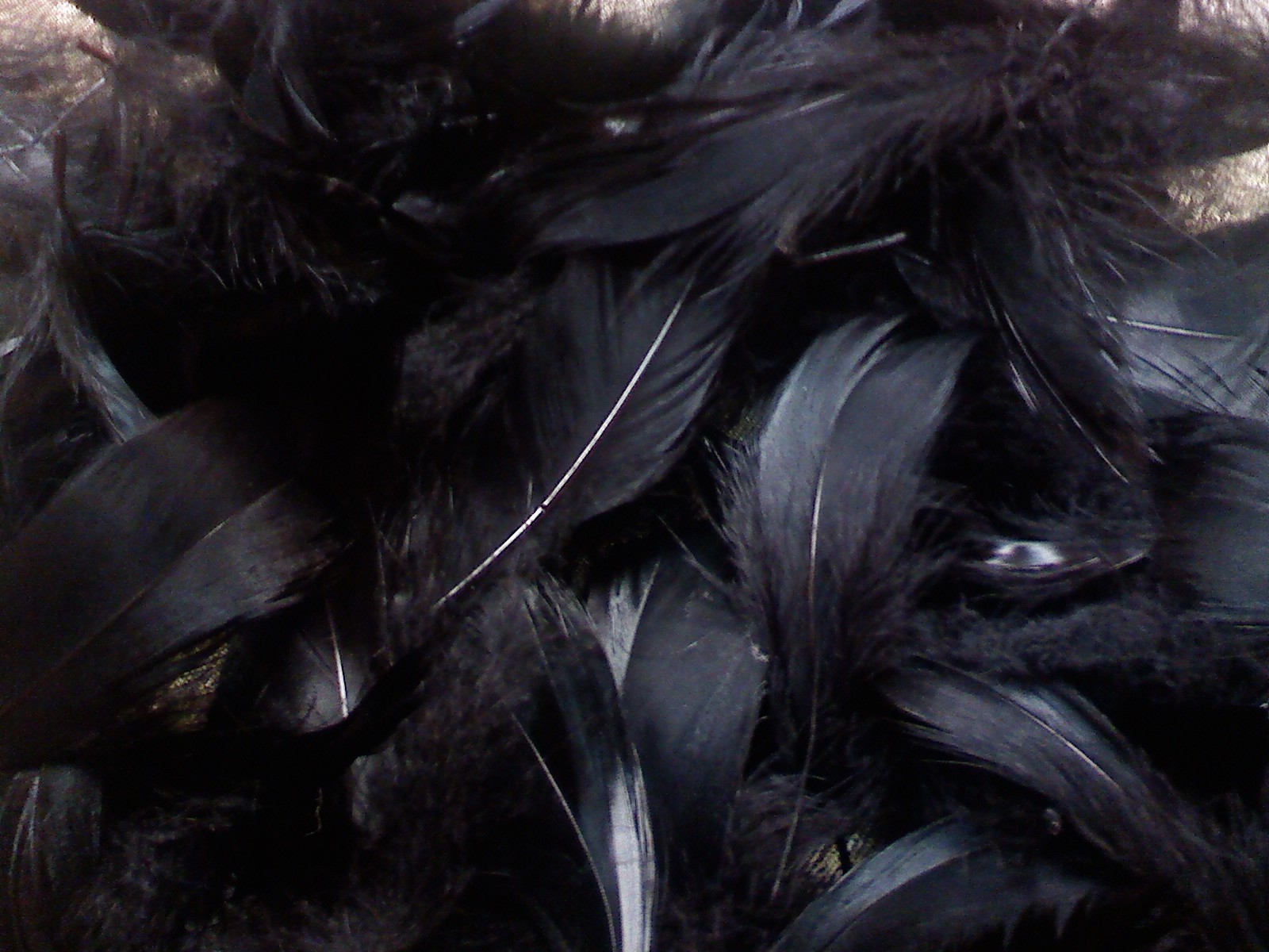 Feather Wallpaper Black Background Feathers