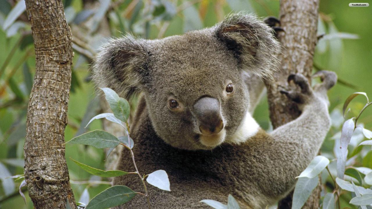 Koala Wallpaper Photo Desktop