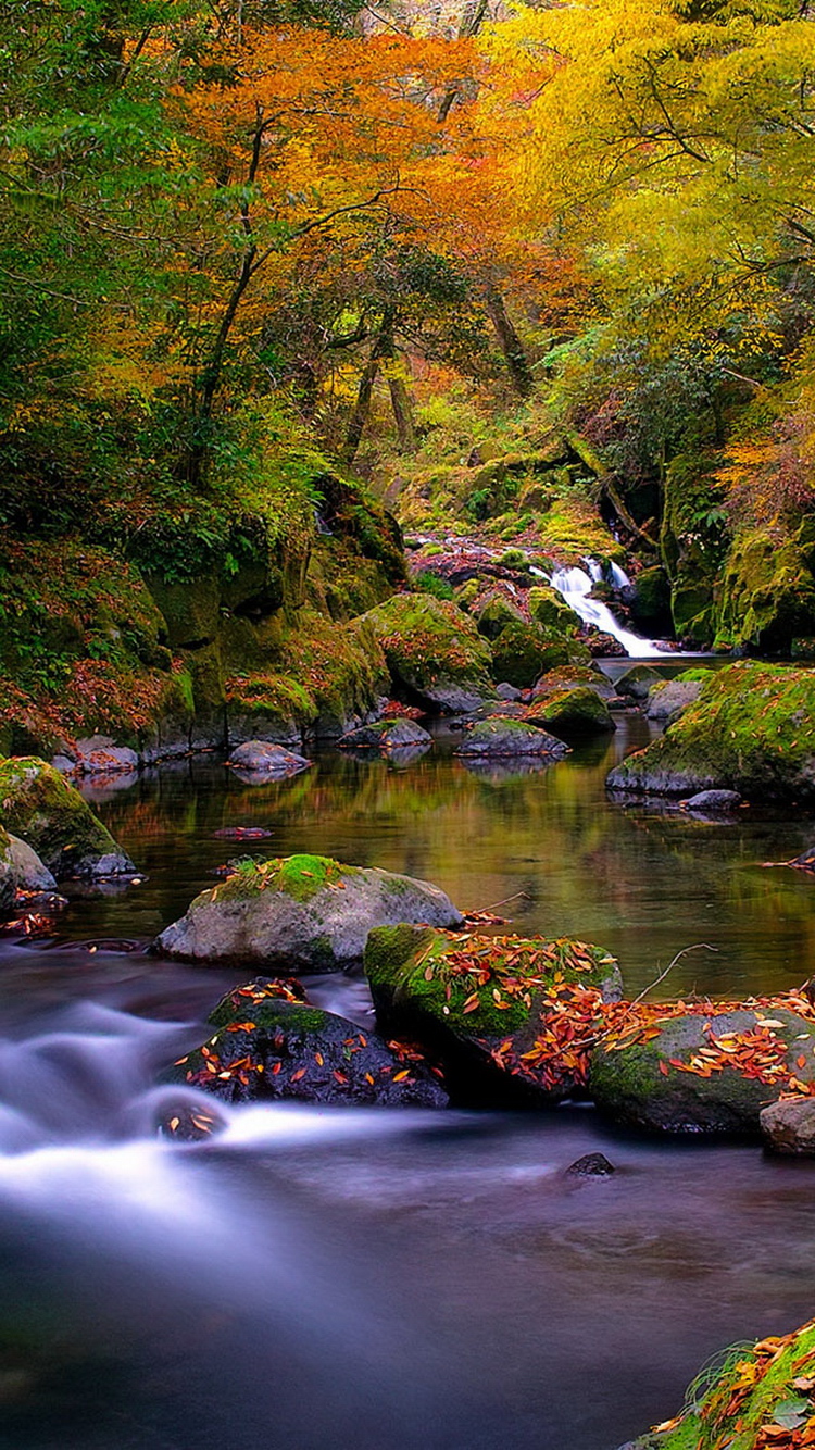 Forest Creek Autumn Iphone Wallpaper Ipod Hd