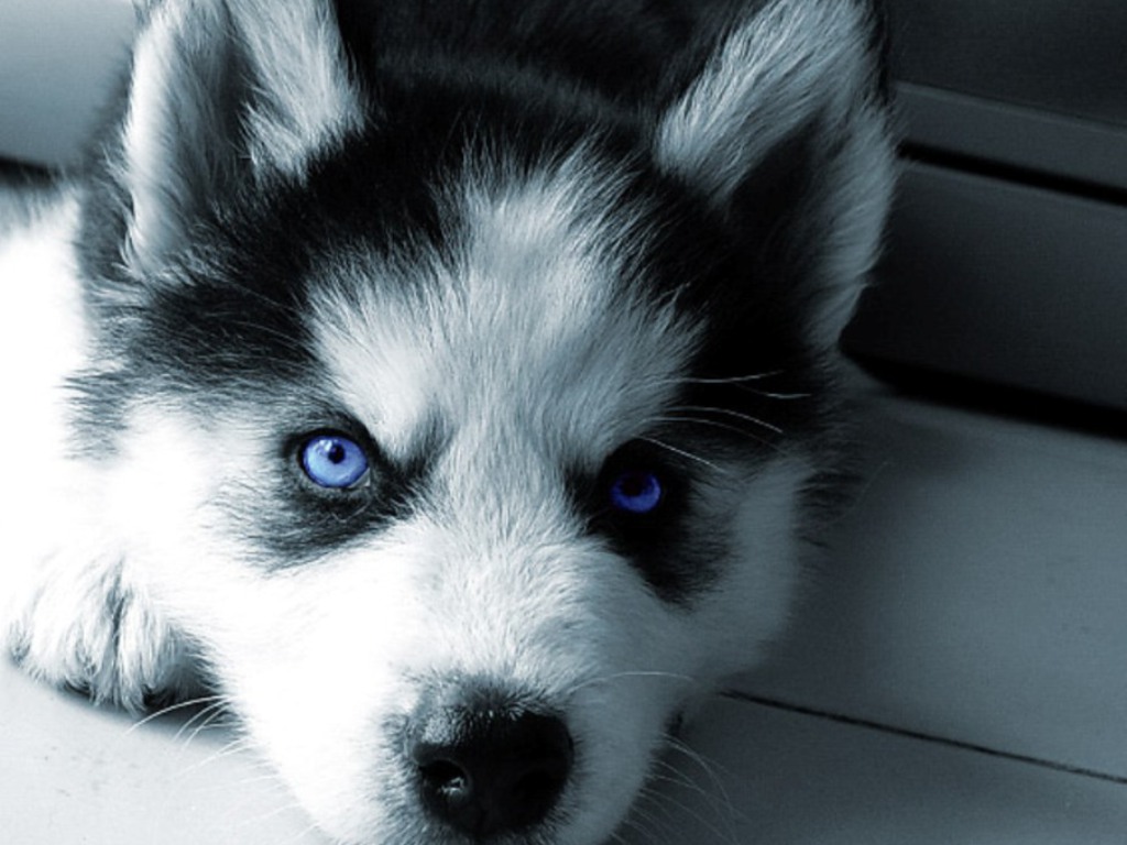 Cute Siberian Husky Puppy Wallpaper Image Amp Pictures Becuo