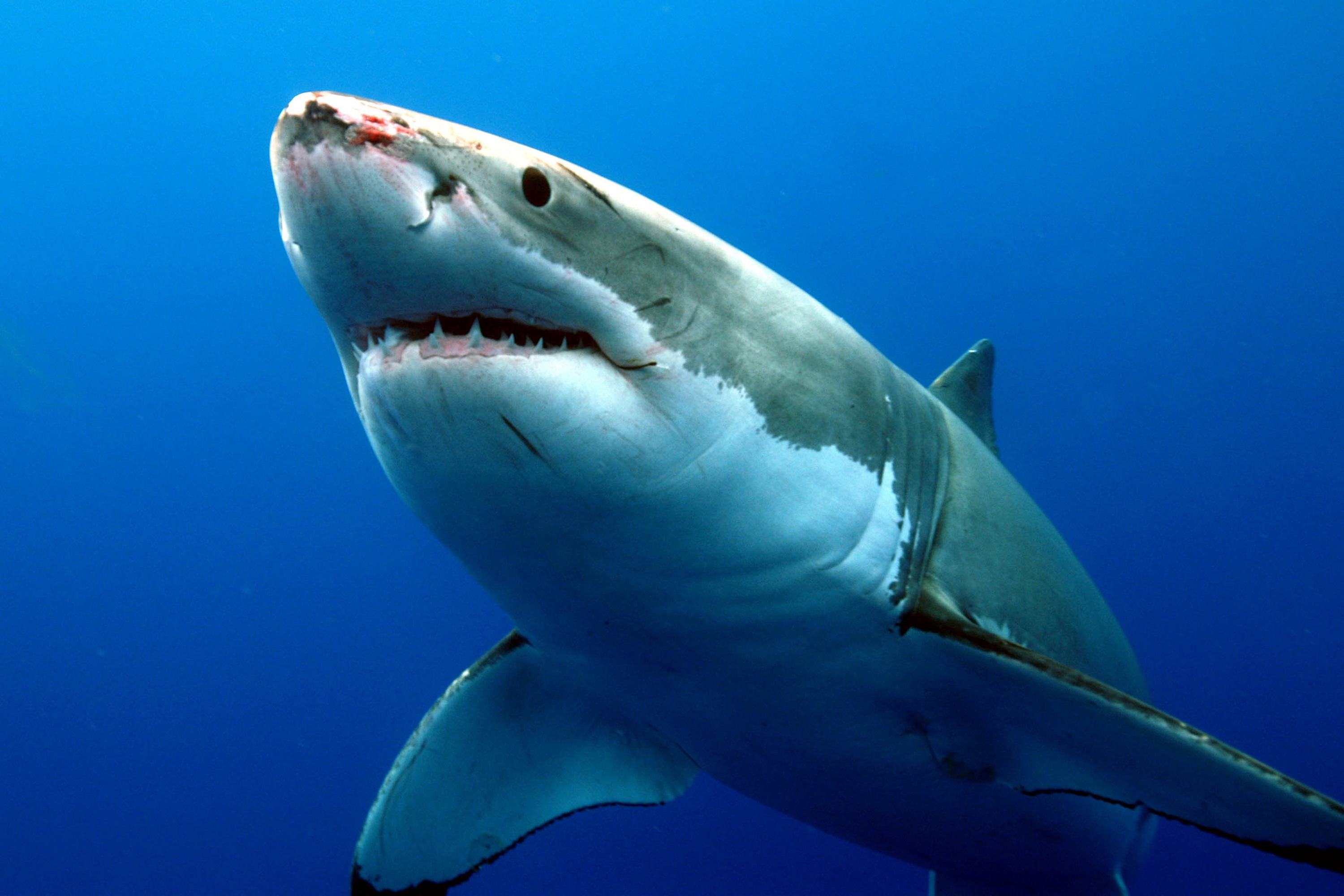 Great white shark photo and wallpaper Cute Great white shark pictures 3000x2000