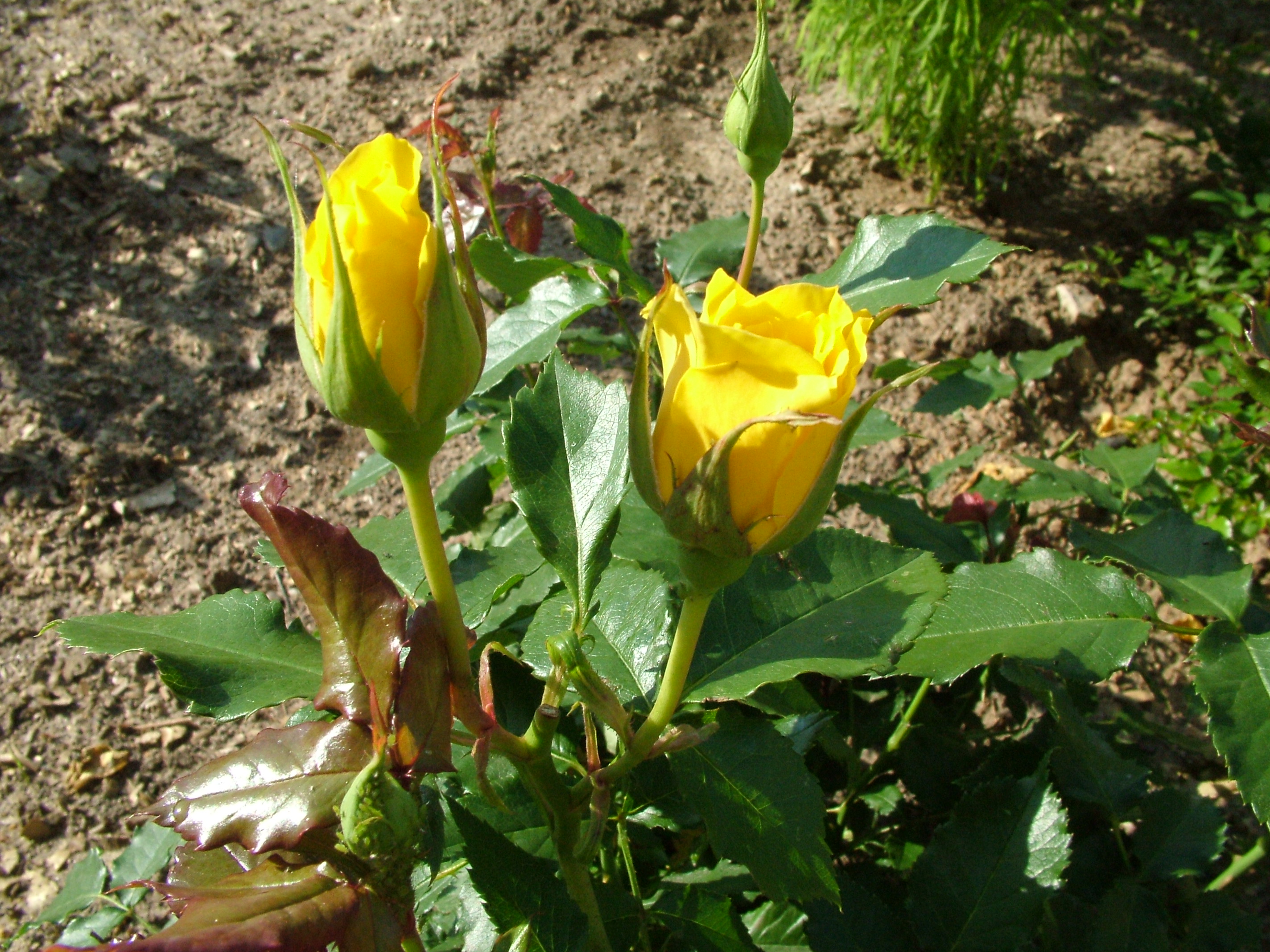 Photos Flower Yellow Rose