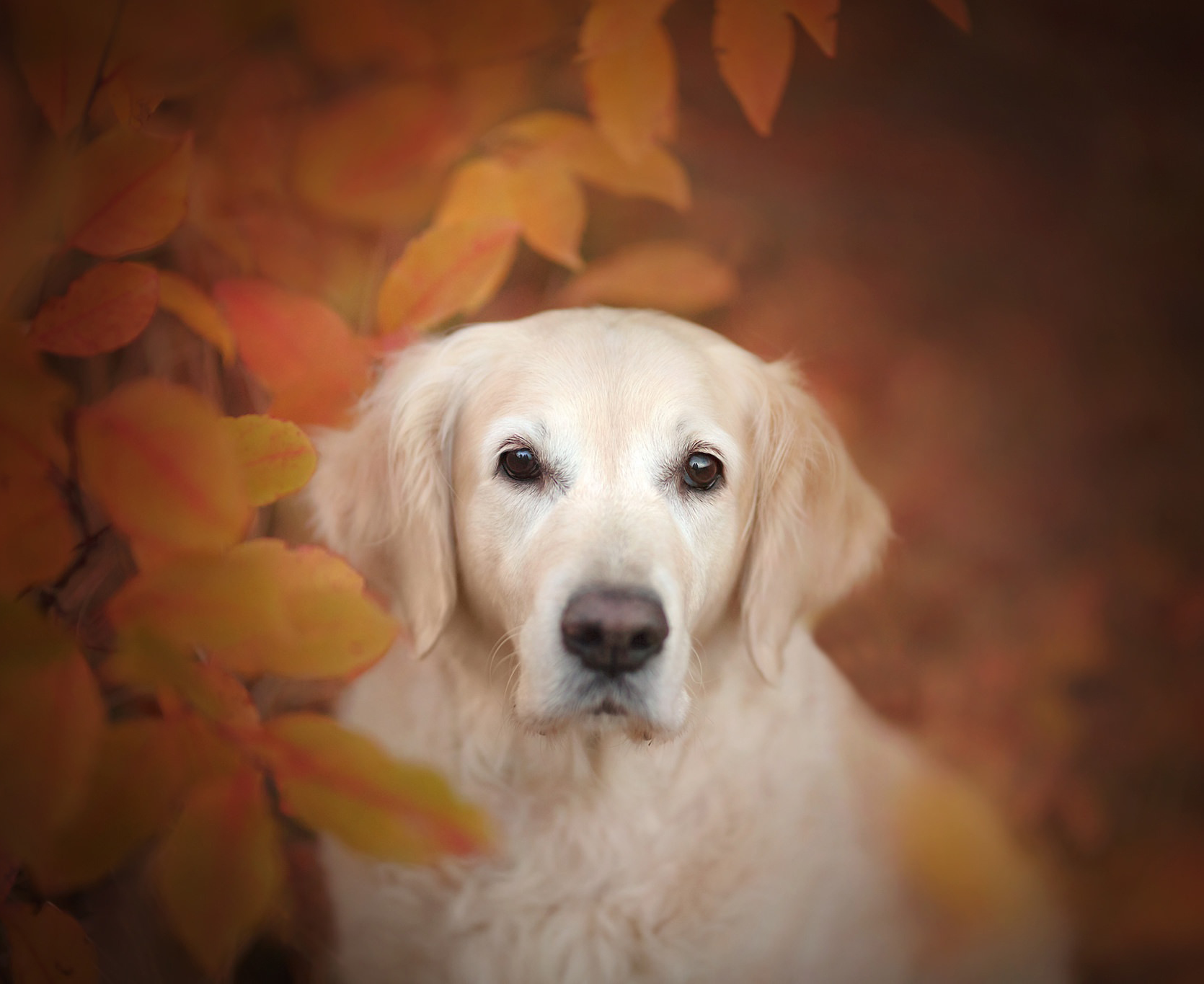 Golden Retriever Dog Resolution Wallpaper HD