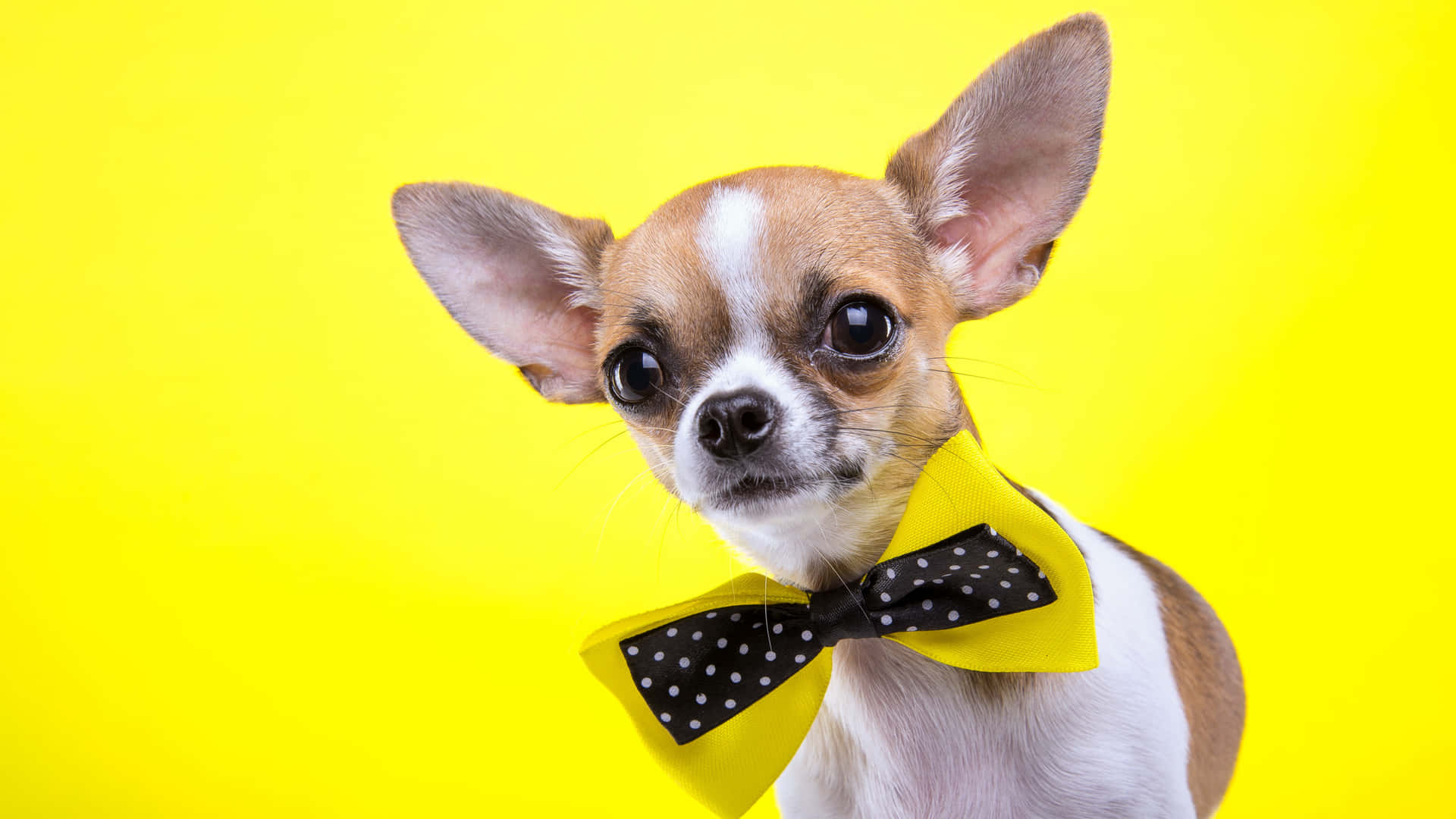 Brown Chihuahua Dog With Bowtie 3axy2hbnrui8s7wa Wallpaper