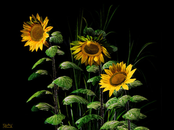 3D Sunflower Wallpapers - WallpaperSafari