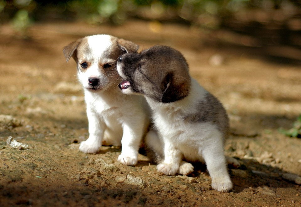  puppies puppies pictures dogs and puppies puppies wallpaper dog