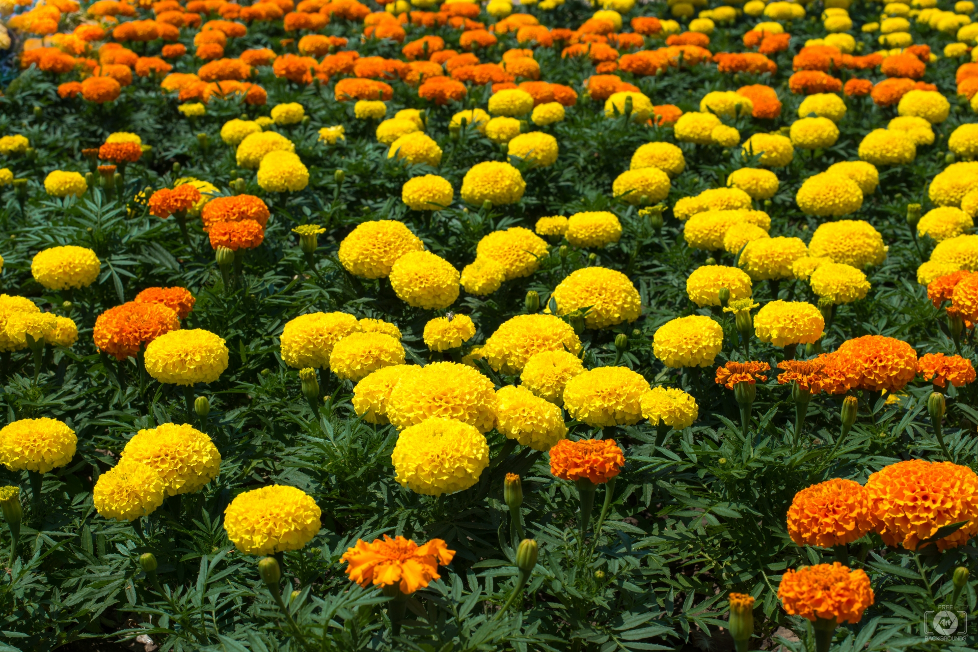 Marigold Flowers Background High Quality Background