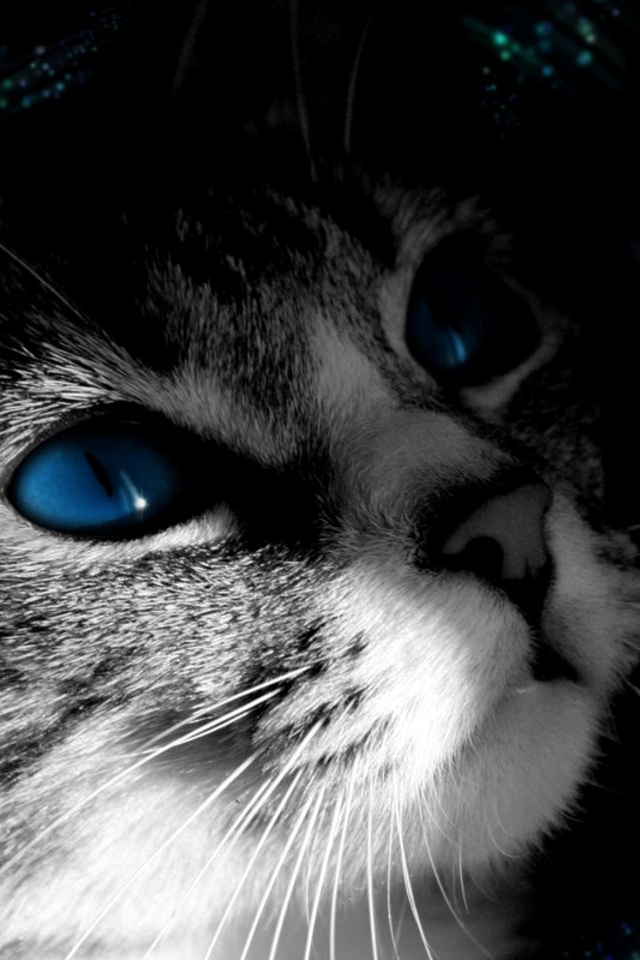 Creepy cat iPhone wallpapers Background and Themes