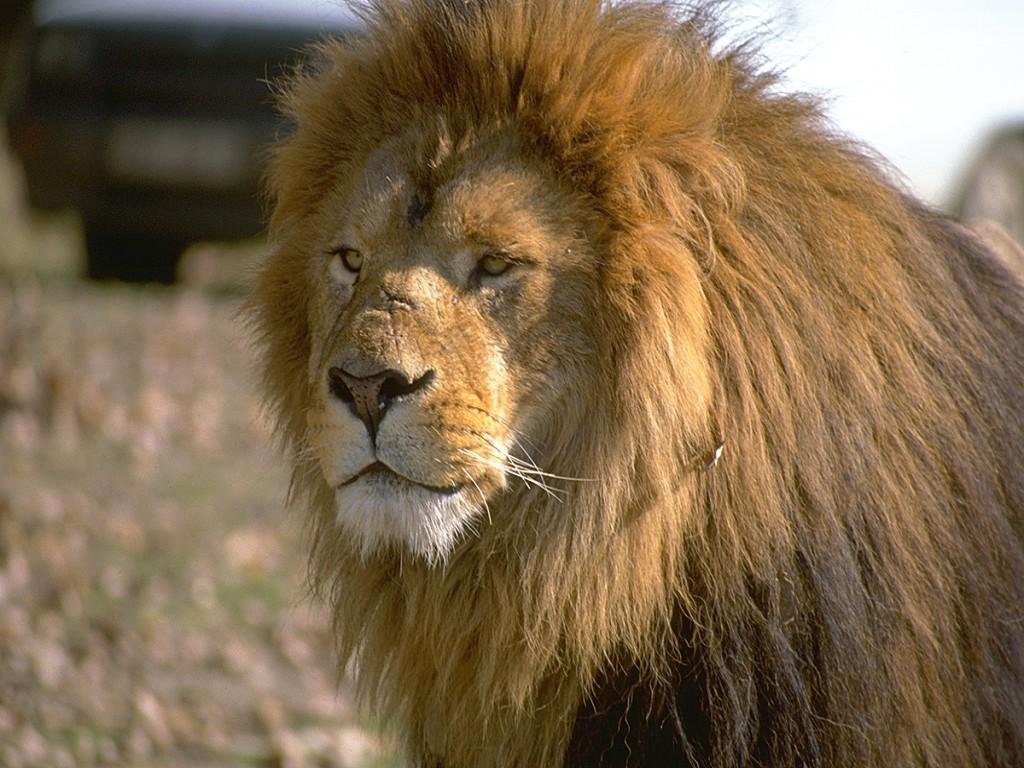 Lion Desktop Wallpaper HD Background