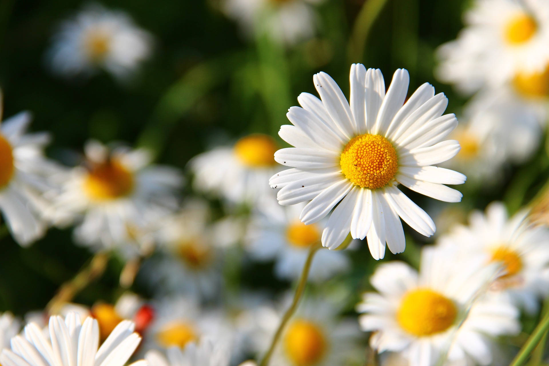 White Flowers Wallpaper