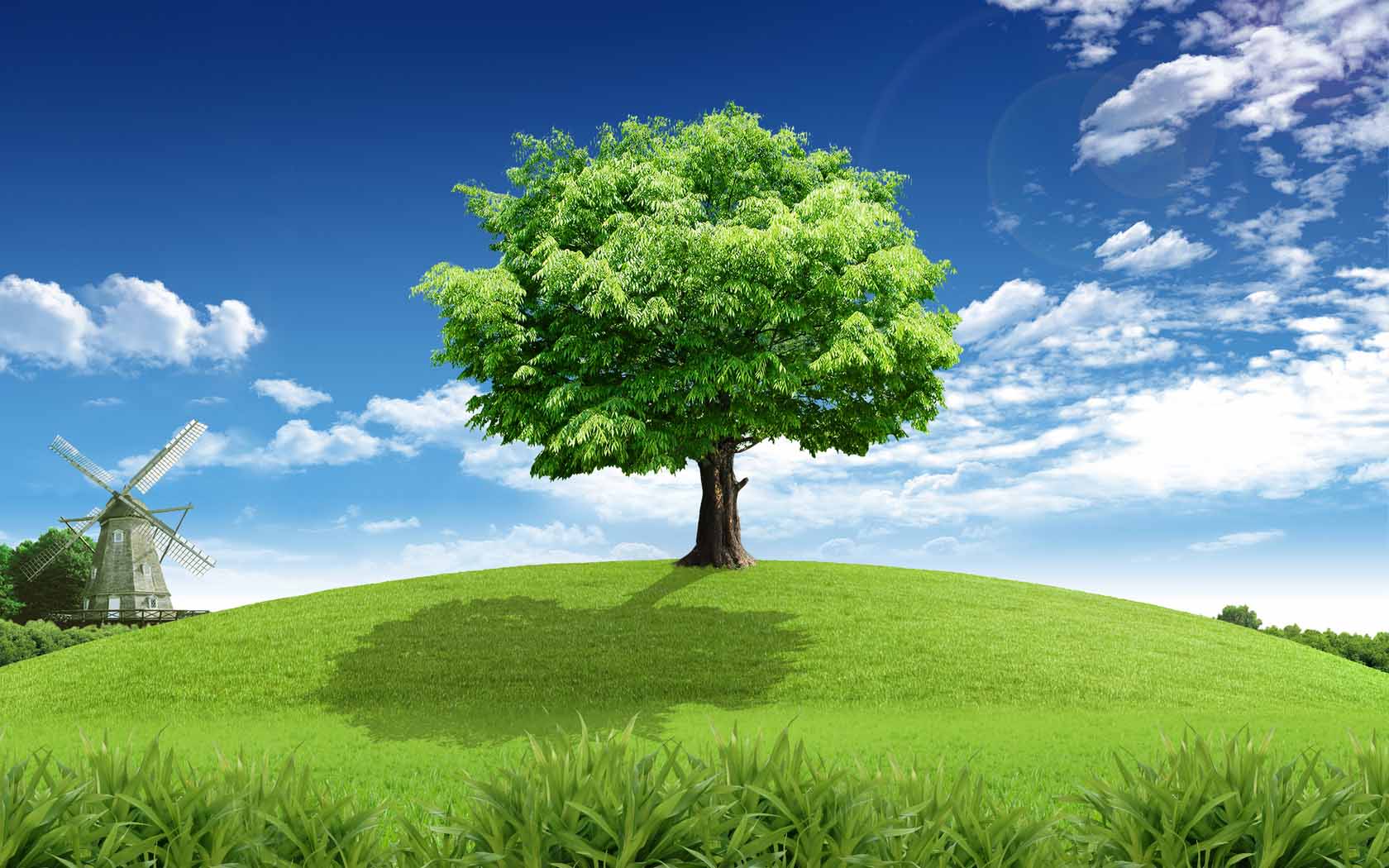 Trees Wallpaper