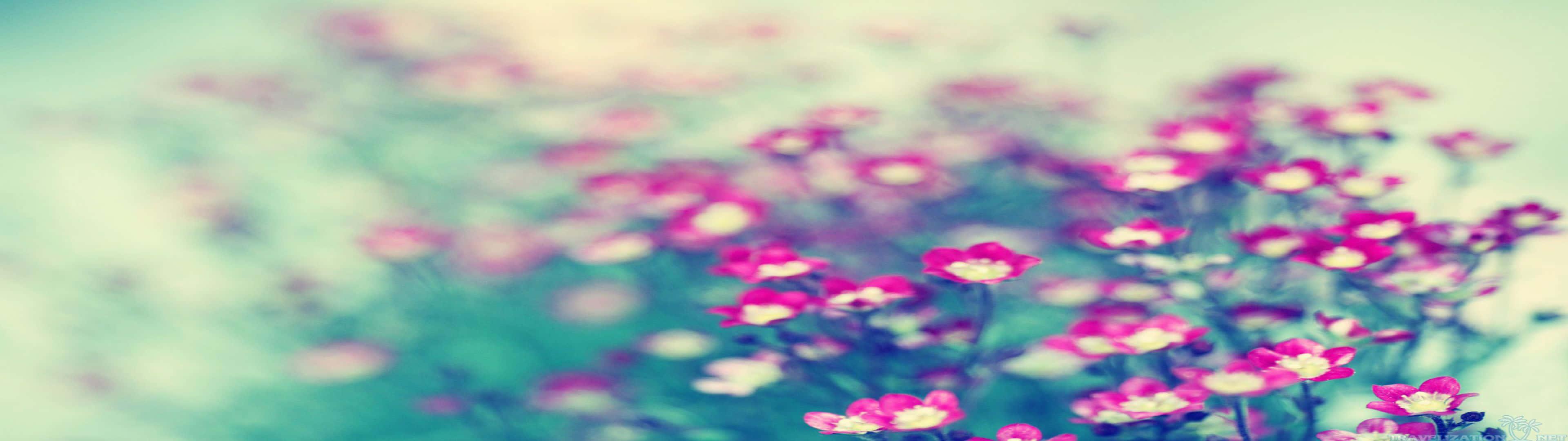 Pink Flowers In A Blurry Background Wallpaper