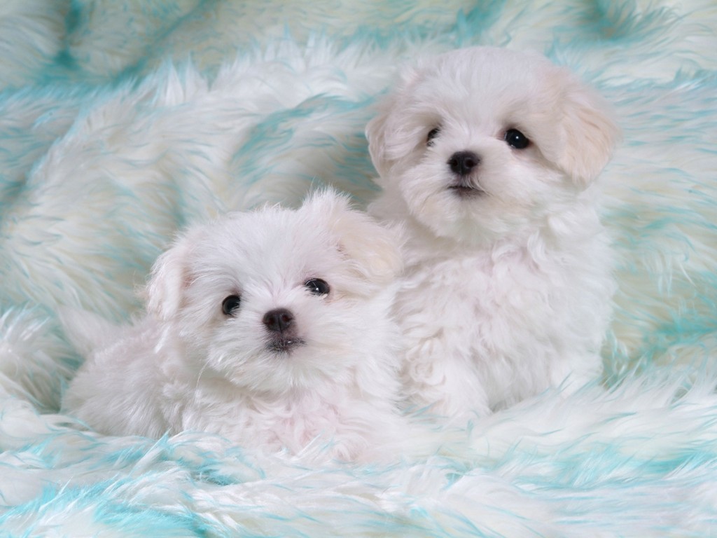 Wallpaper Cute White Puppies