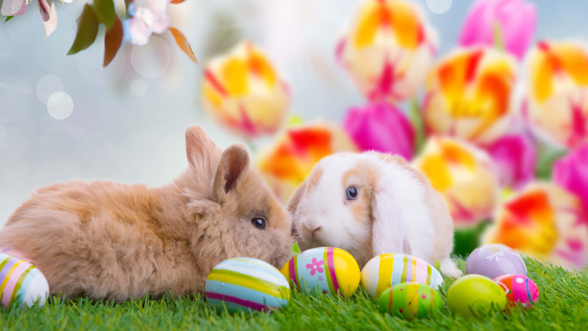 Aesthetic Animals Wallpaper