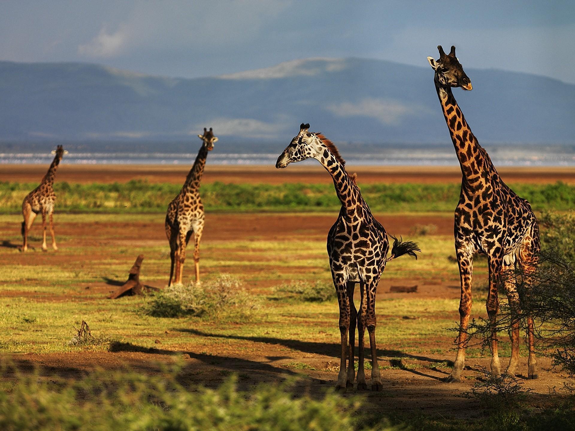 Giraffe Desktop Background