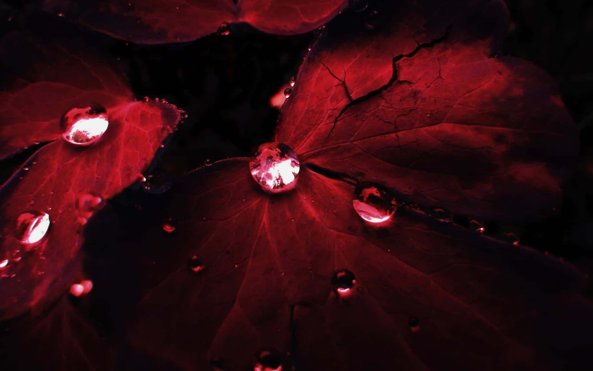 Red Pc Wallpaper