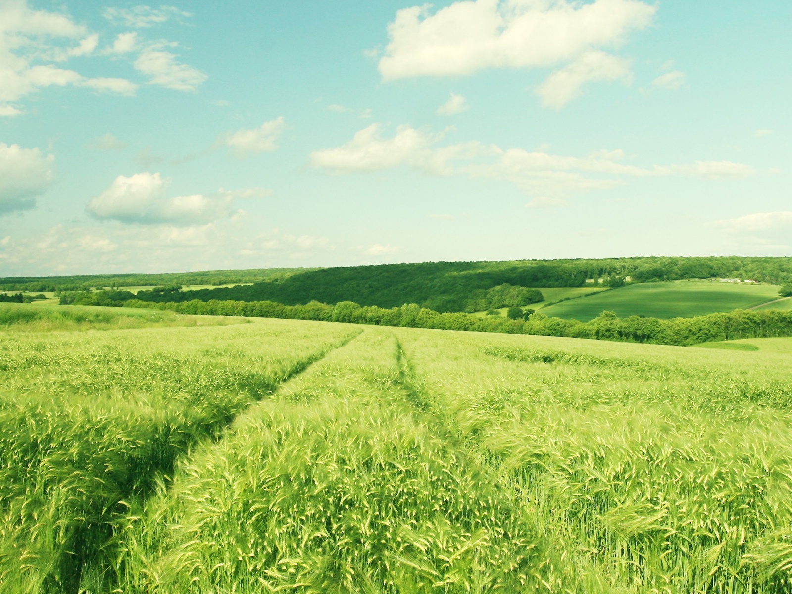 Summer Fields Desktop Wallpaper Green Lush Cool Pictures To Like Or