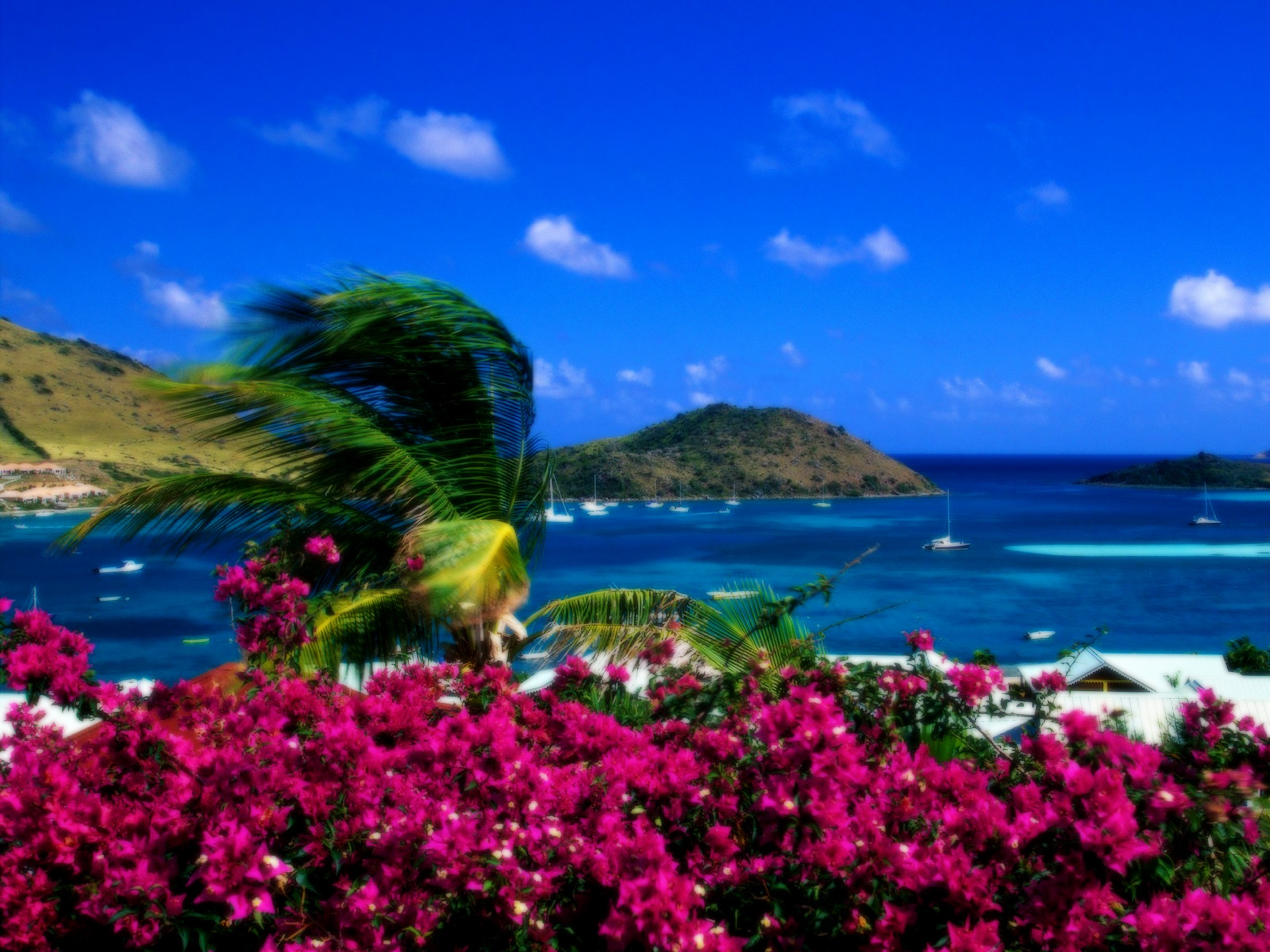 Landscapes Beach Wallpaper Flowers Palm