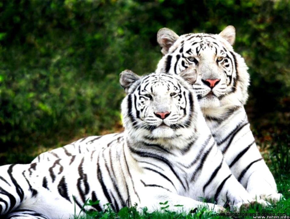 Cute Baby White Tiger Cubs HD Wallpaper