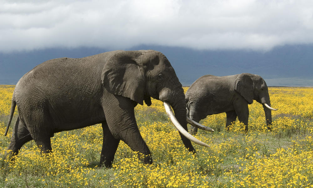 Bipartisan Resolution To Celebrate Wildlife Stories Wwf