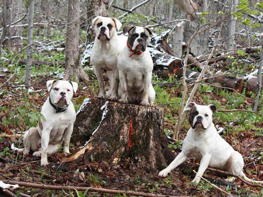 Four American Bulldog In The Forest Puppies Wallpaper Picture