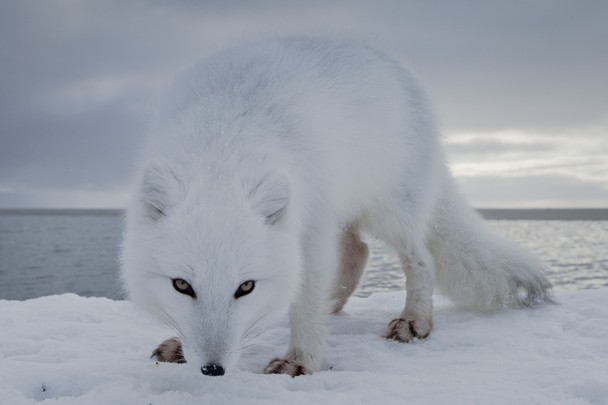 Hunted By An Arctic Fox National Geographic Photo Contest