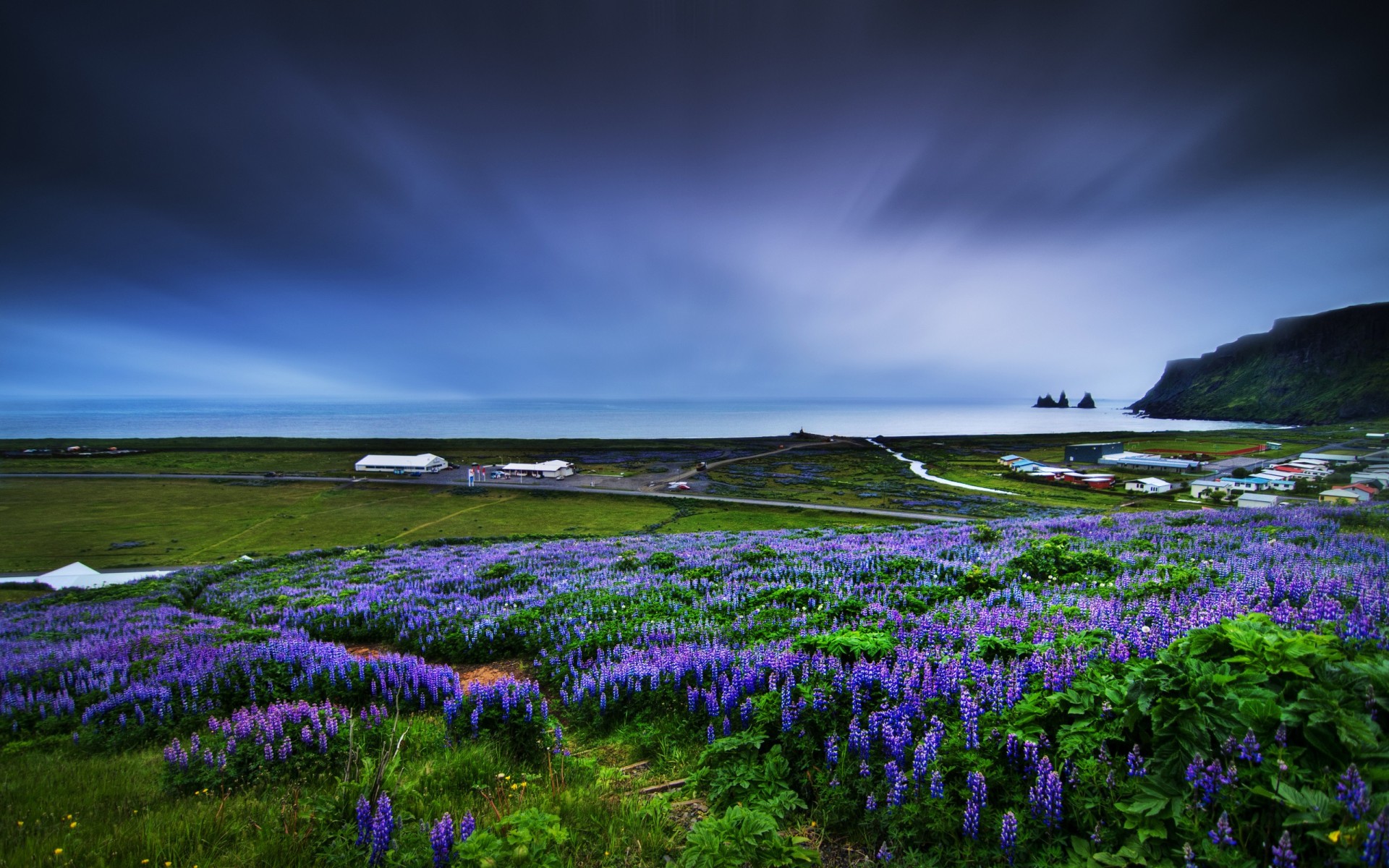 A breathtaking landscape of purple lupine flowers covering a field, with a serene coastline and dramatic sky in the background