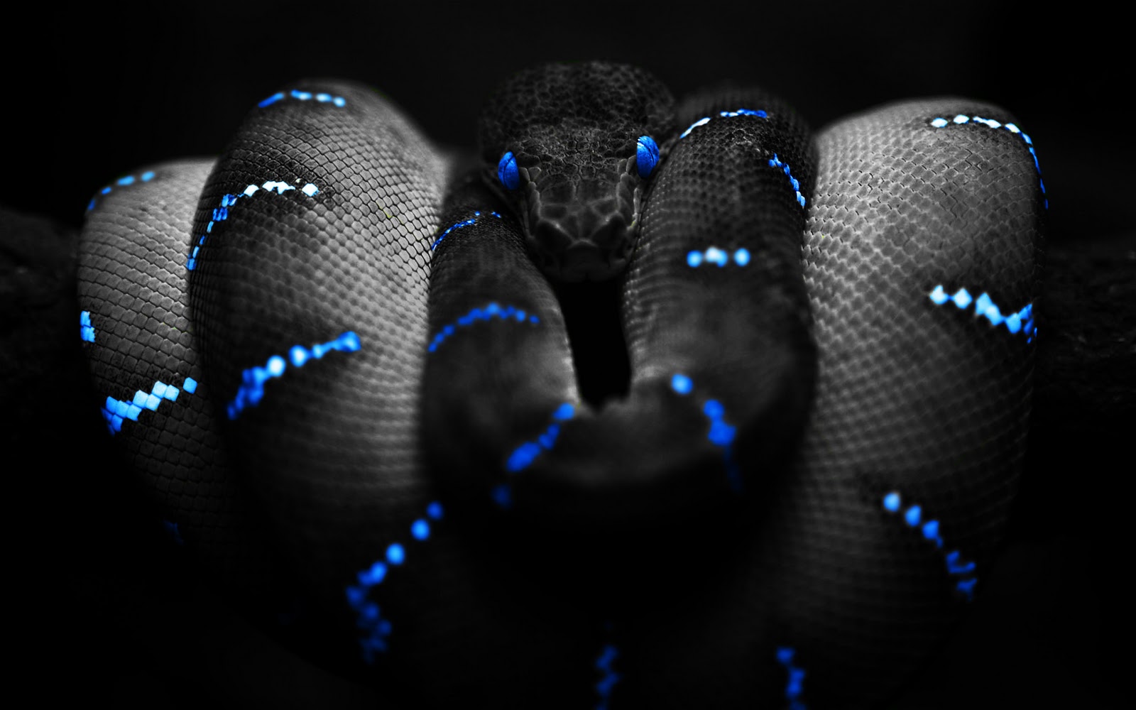 Photoshop Snake Blue HD Wallpaper