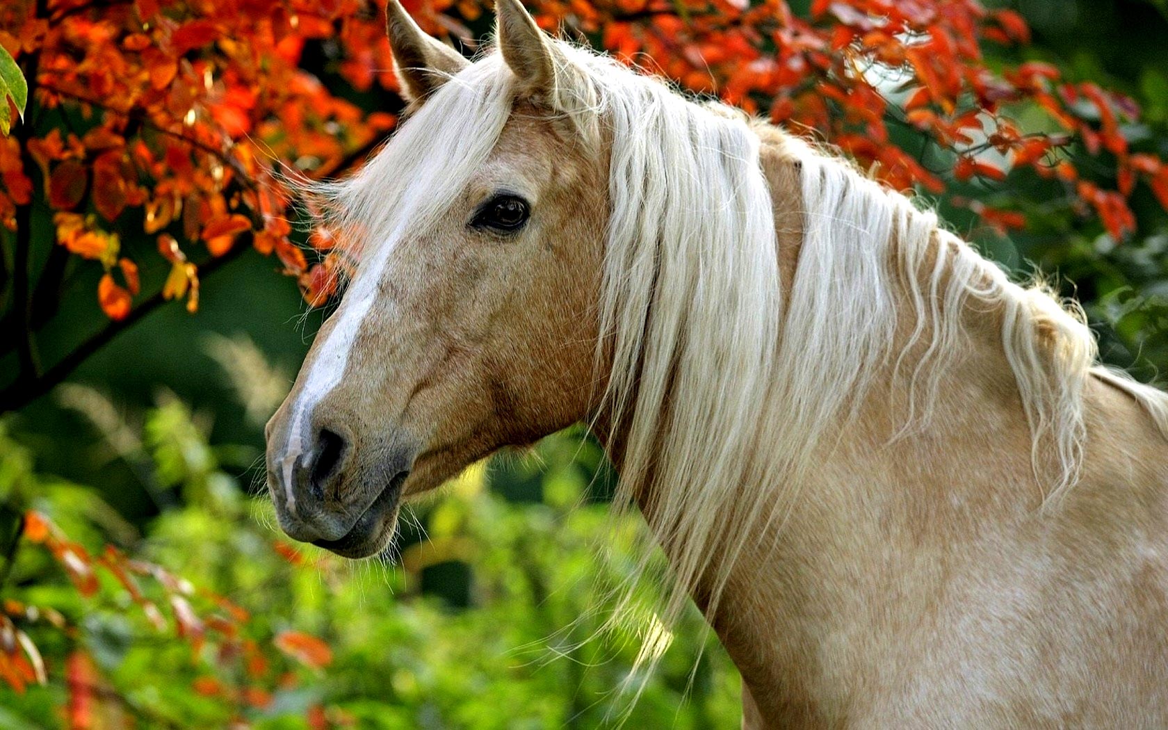 Horses in Autumn Desktop Wallpaper