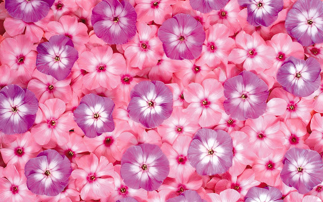 Flowers For Flower Lovers Desk Top HD Beautiful Wallpaper