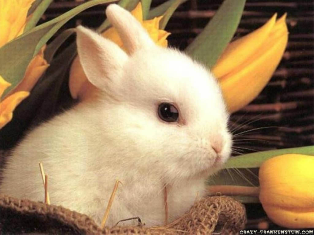 Cute Little Easter Bunny Animals Wallpapers 1024x768 pixel Popular